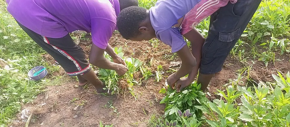 A farmer planting seedlings